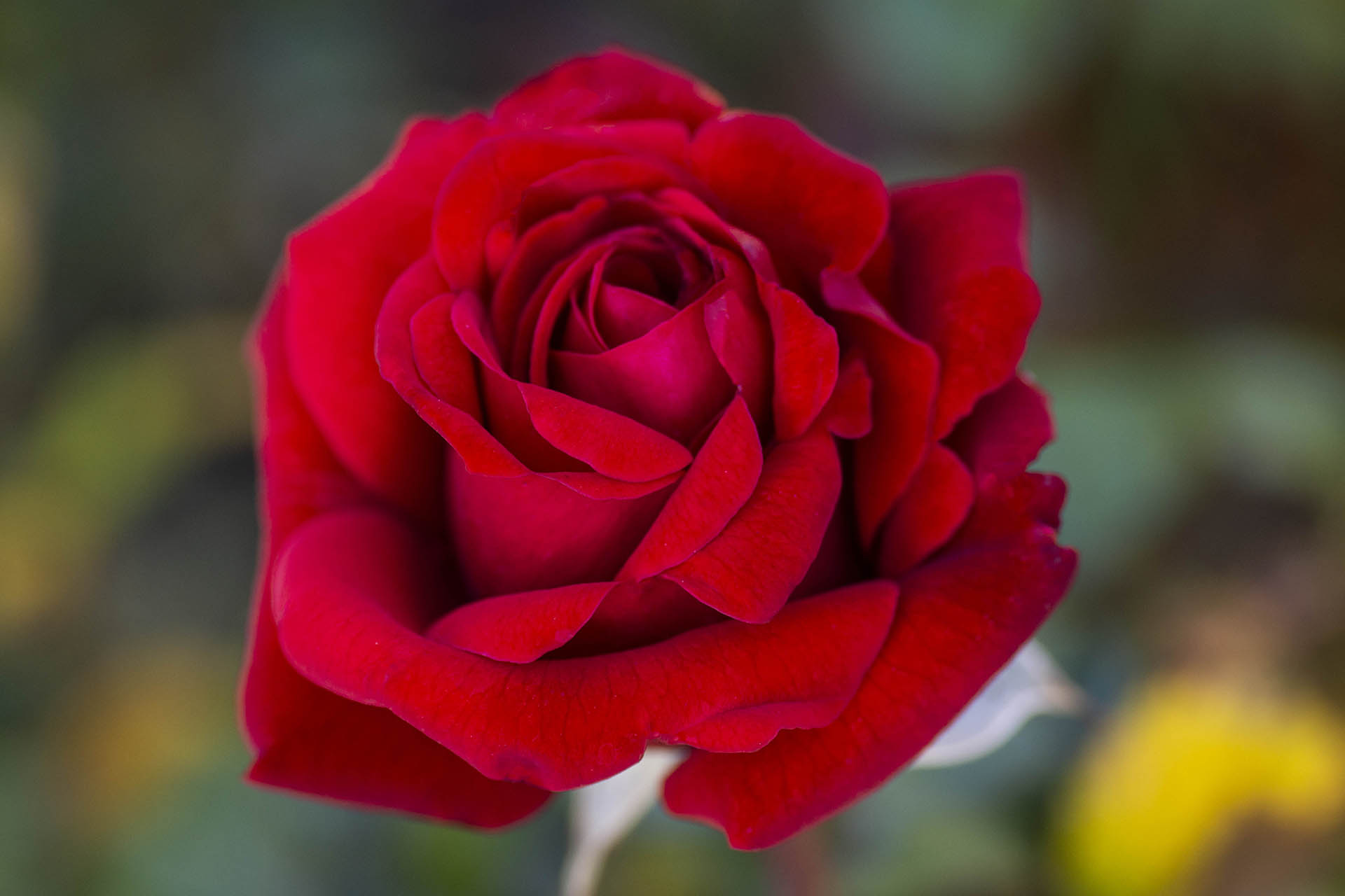 Crimson Bouquet™ - Image 4