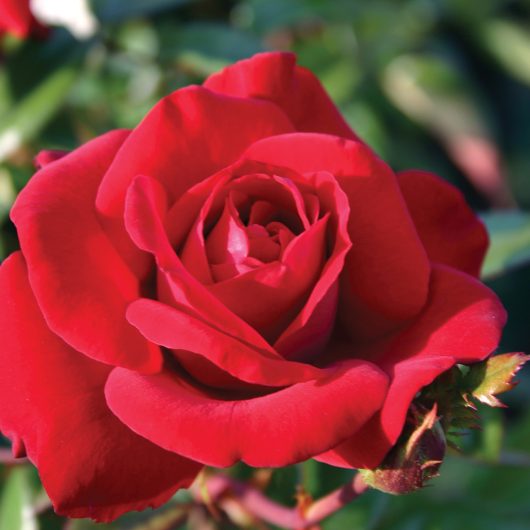 Crimson Bouquet™