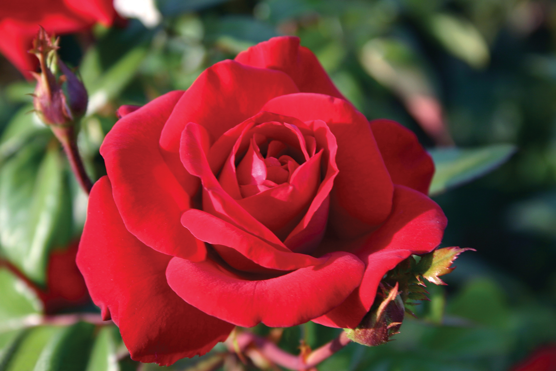 Crimson Bouquet™