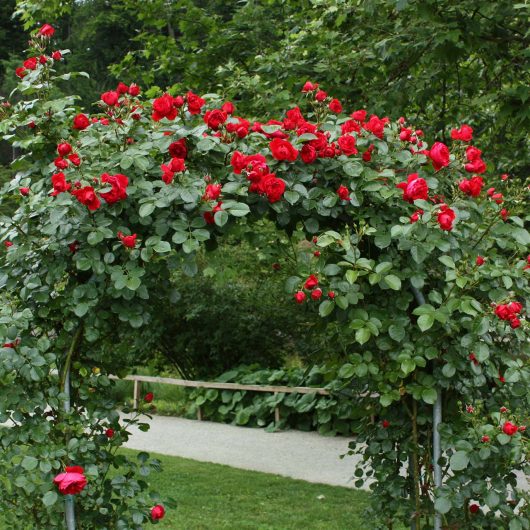 Arborose® Florentina™