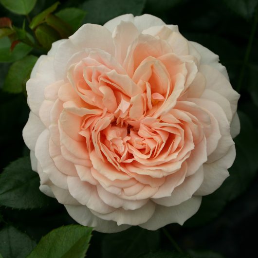 Veranda® Cream™