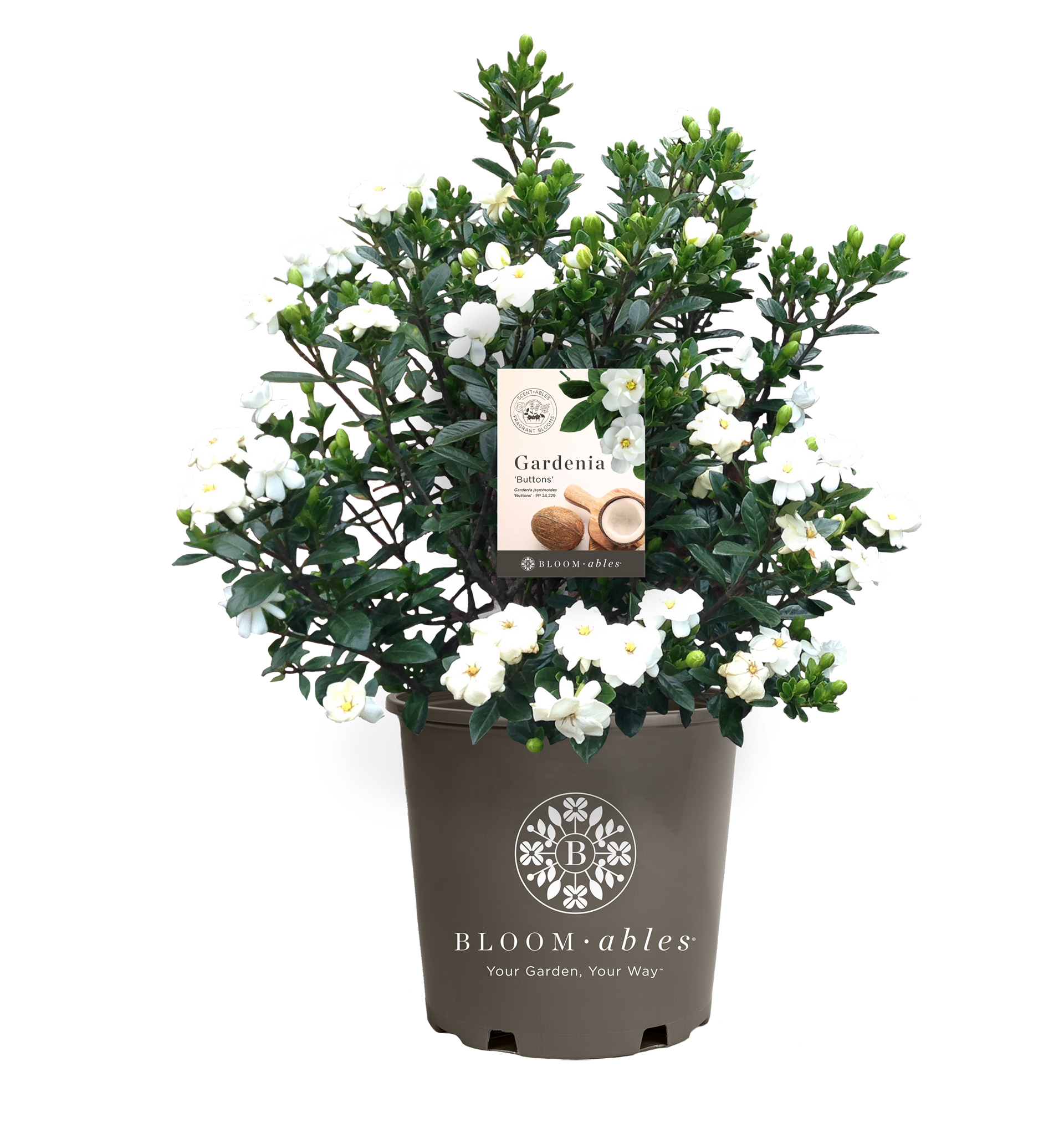 Gardenia ‘Buttons’ - Image 2