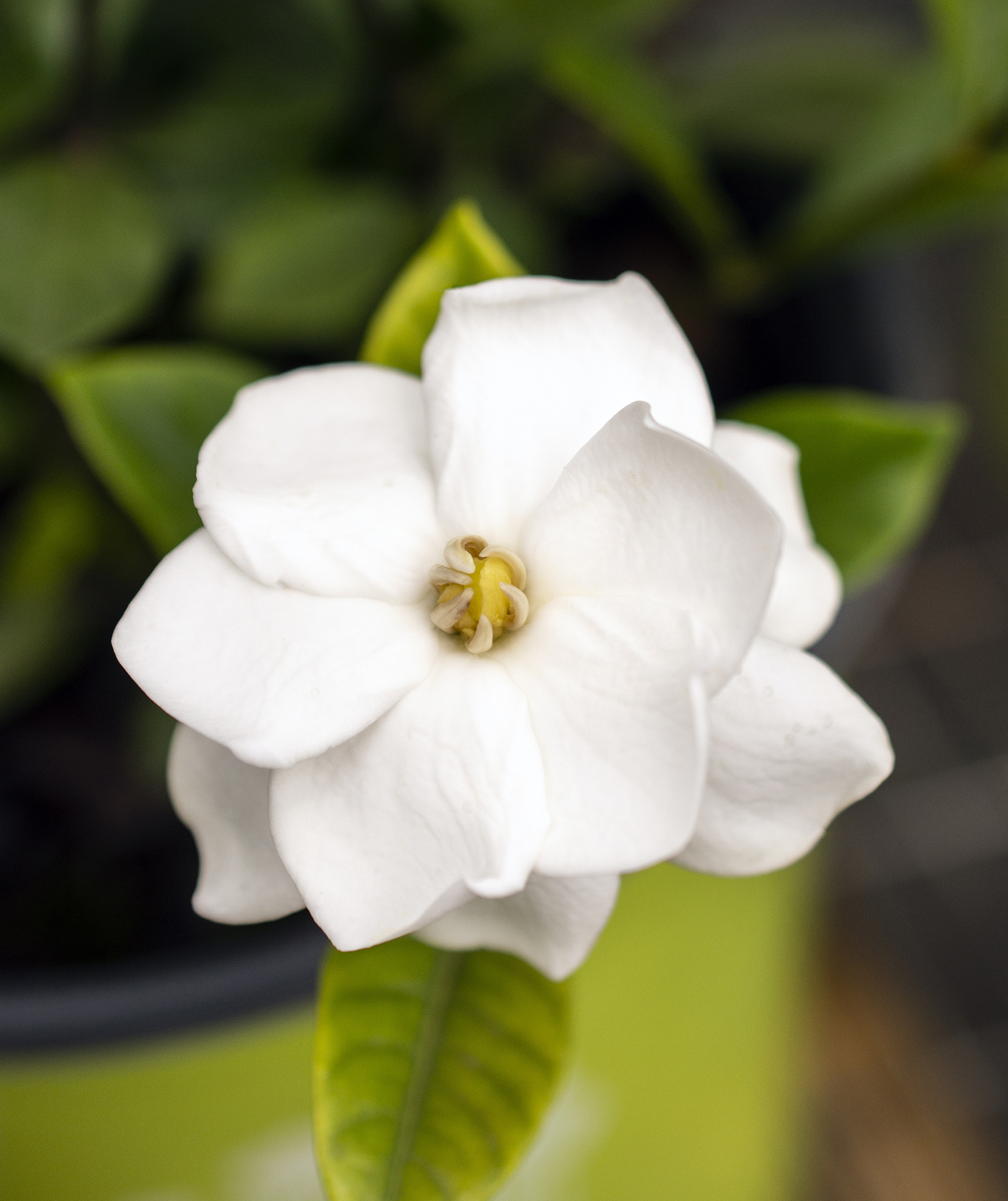 Gardenia ‘Buttons’ - Image 4