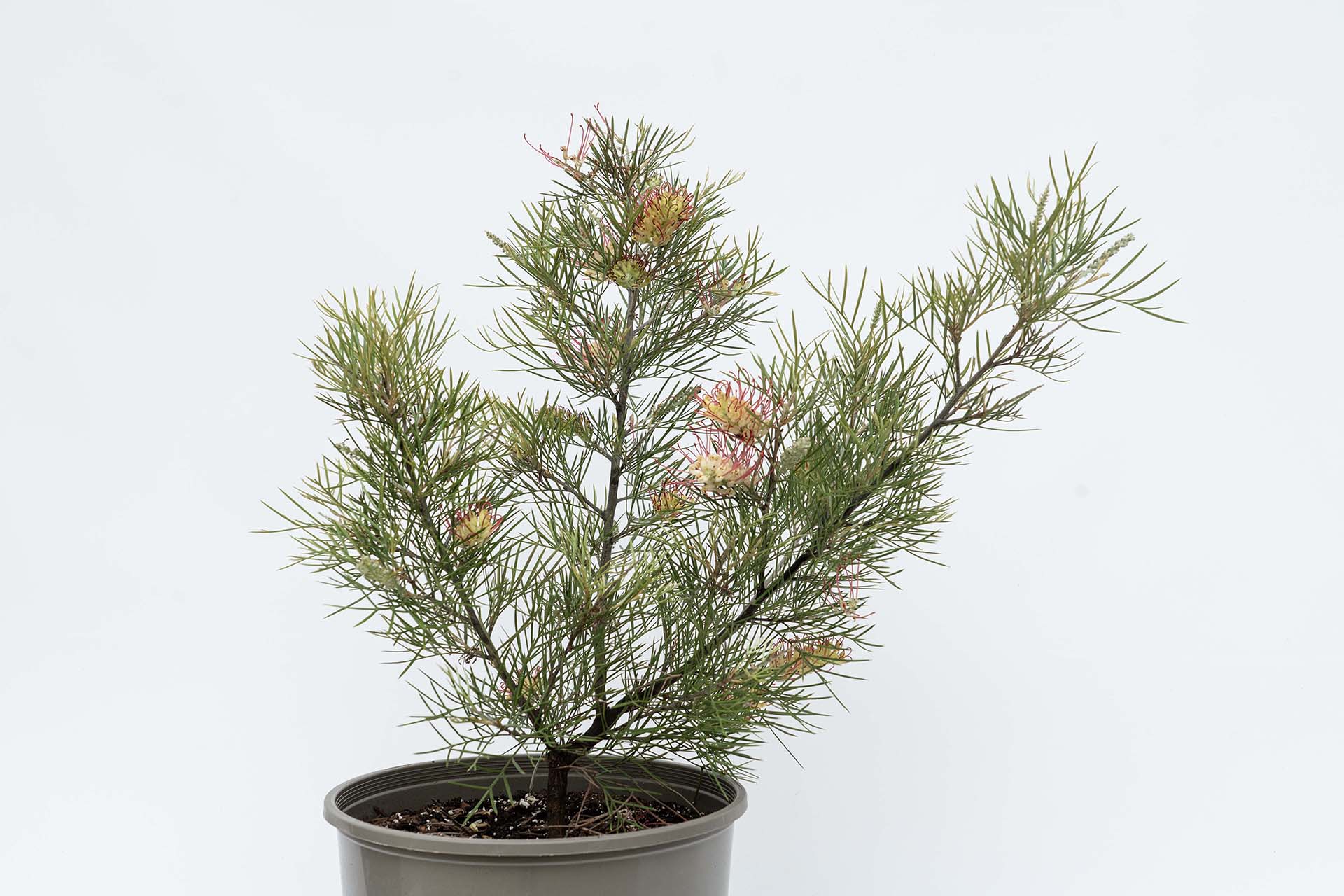 Grevillea 'Kings Rainbow' - Image 4