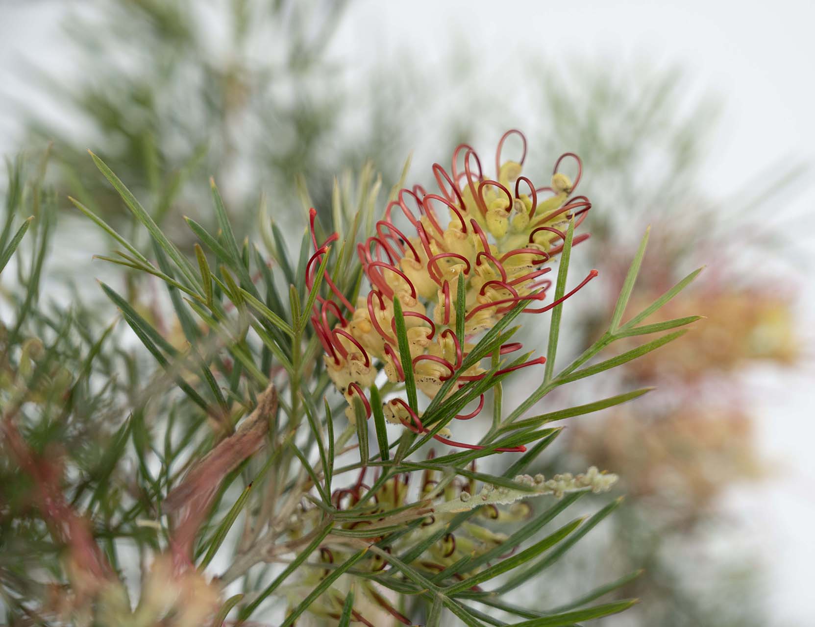Grevillea 'Kings Rainbow' - Image 3