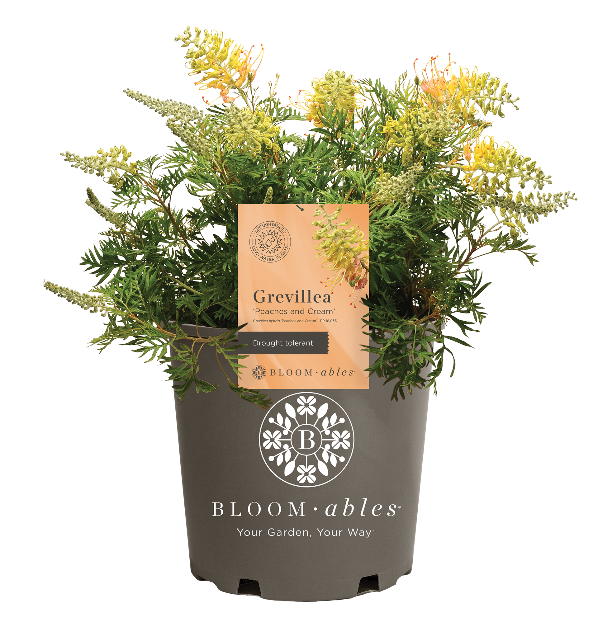 Grevillea 'Peaches and Cream' - Image 2