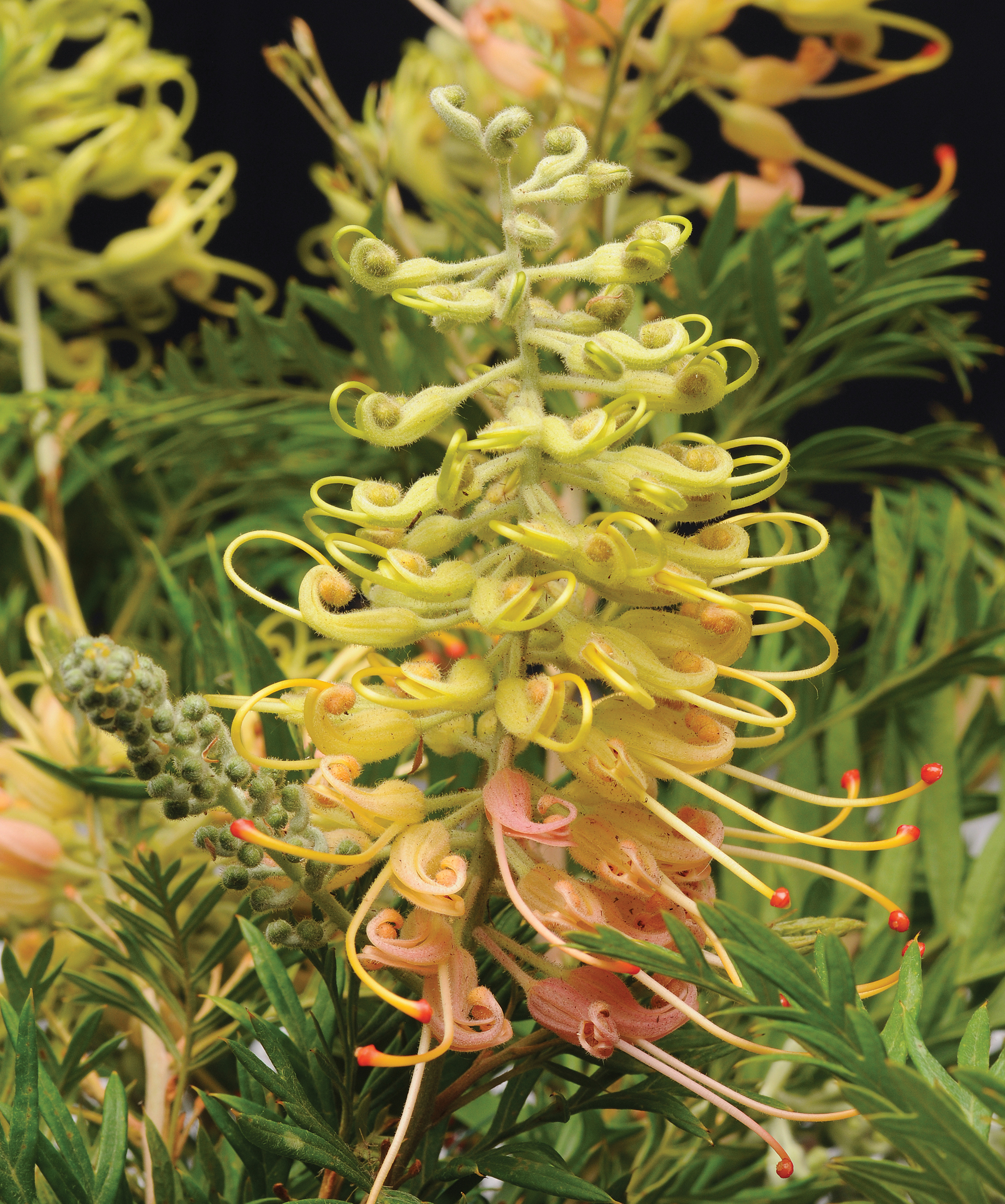 Grevillea 'Peaches and Cream' - Image 4