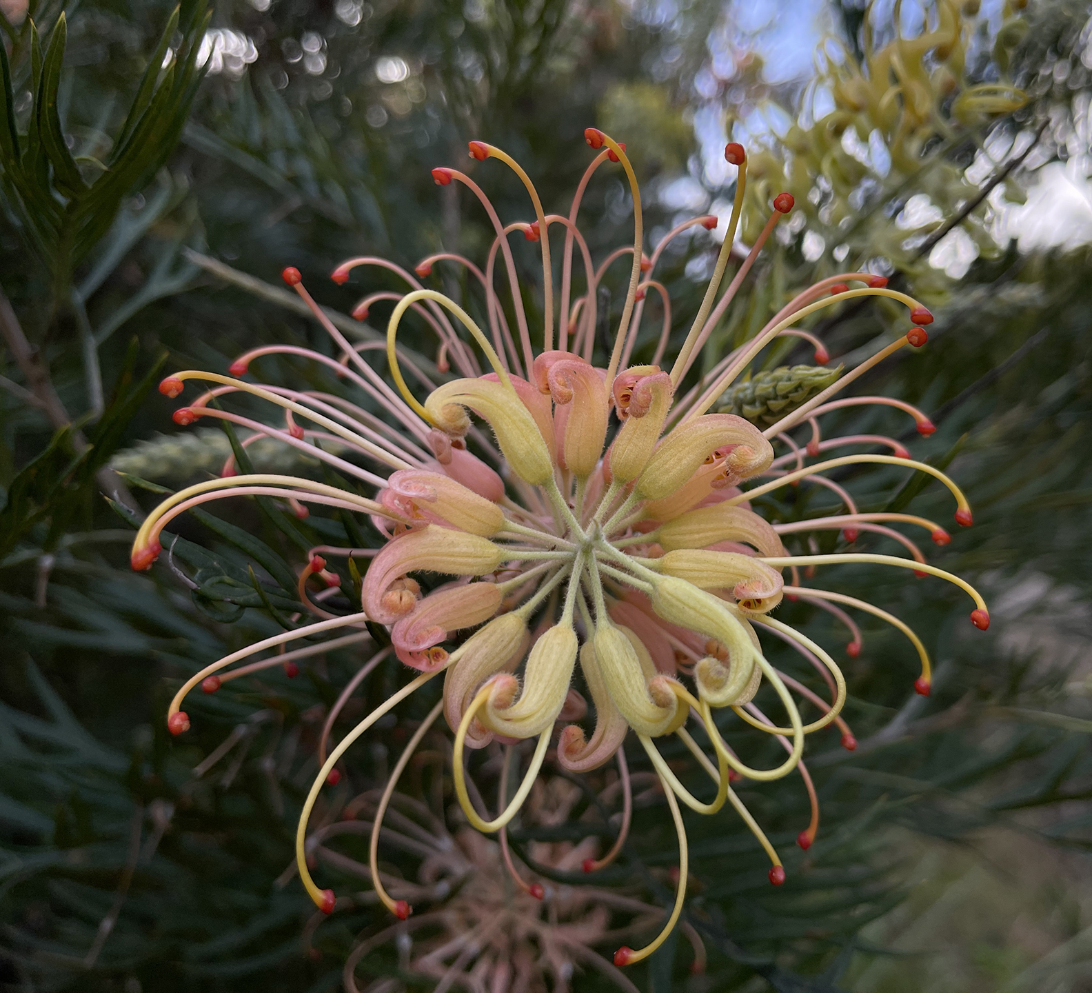 Grevillea 'Peaches and Cream' - Image 3