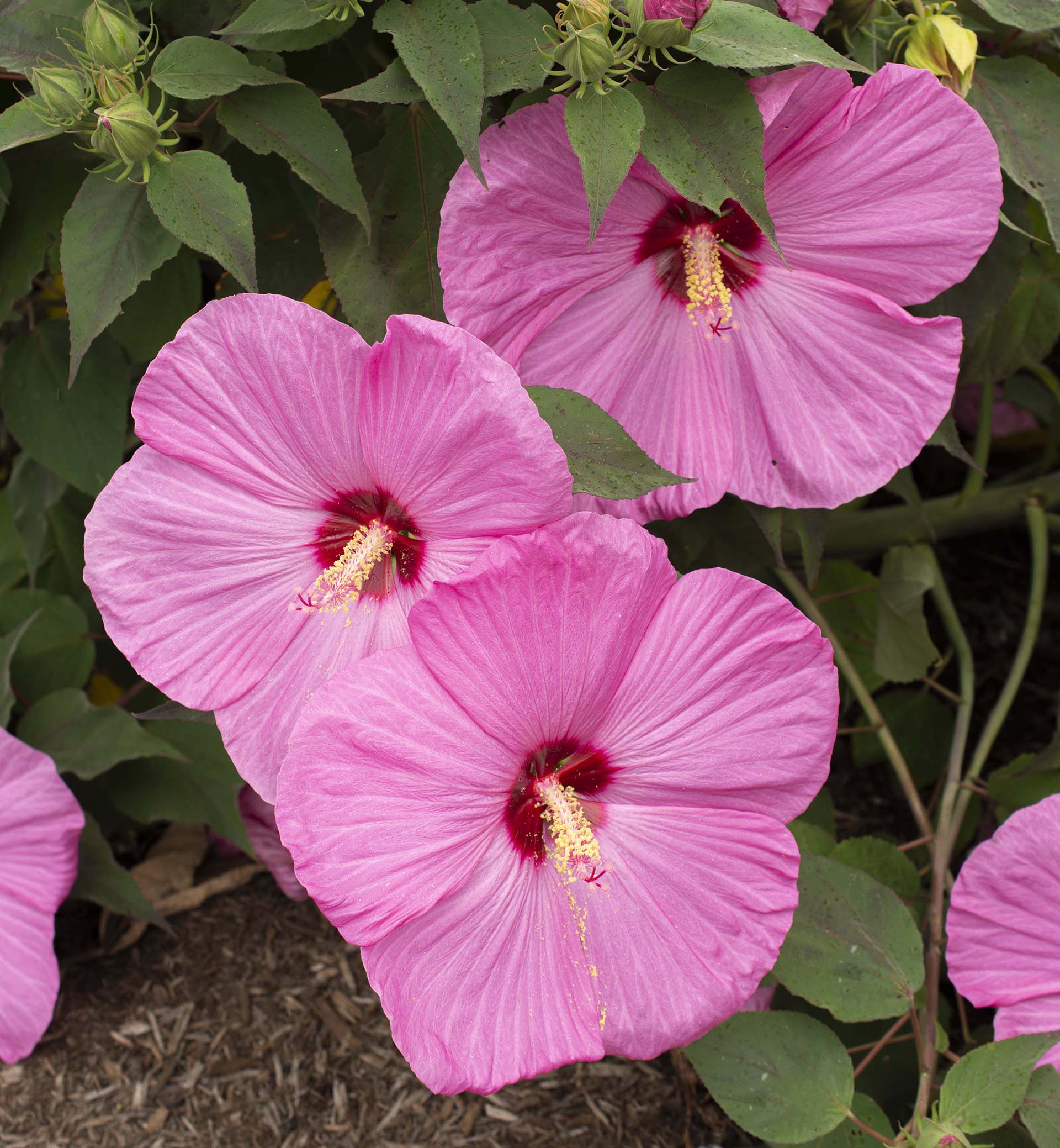 Head Over Heels® Adore™ Hibiscus - Image 3