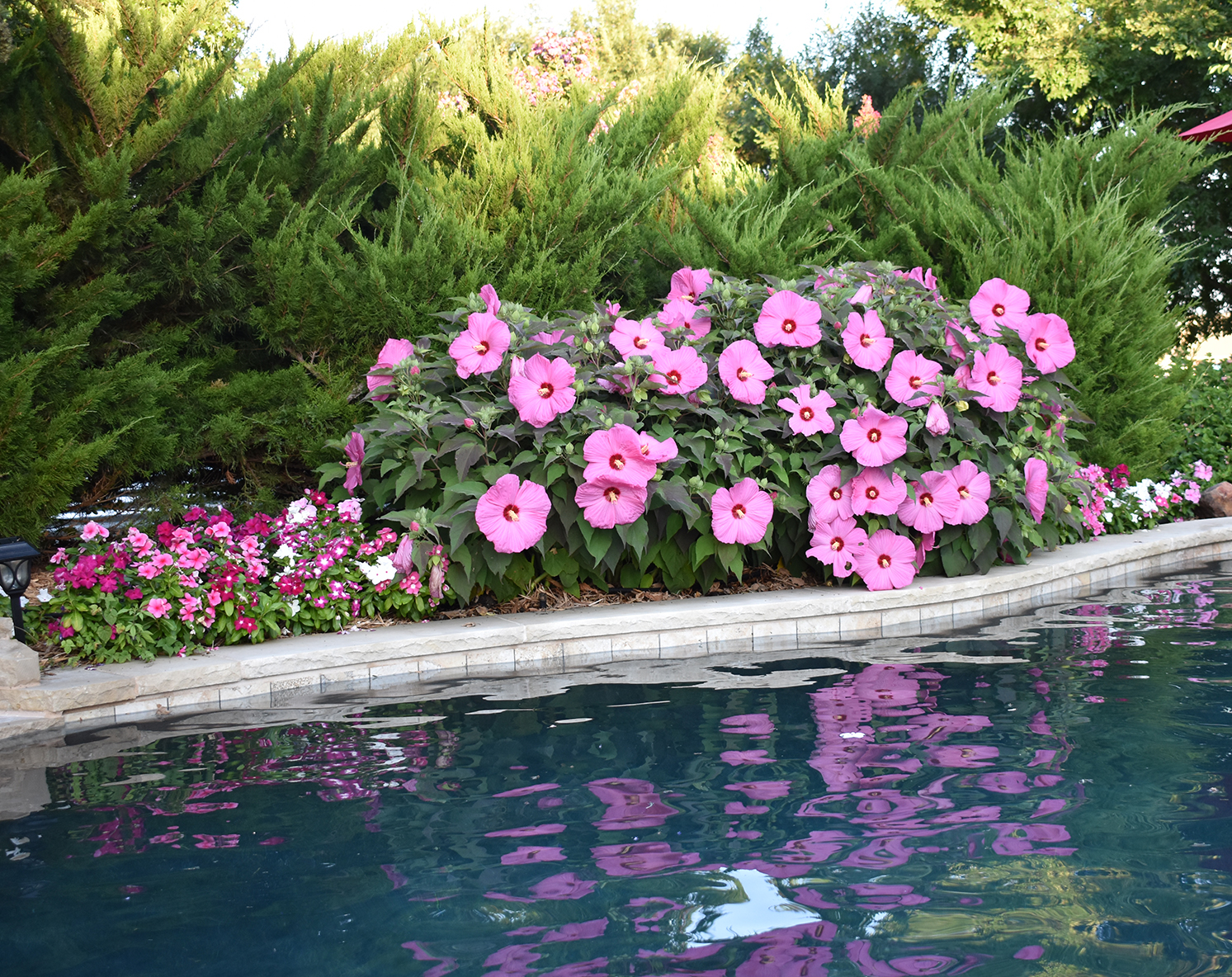 Head Over Heels® Adore™ Hibiscus - Image 4