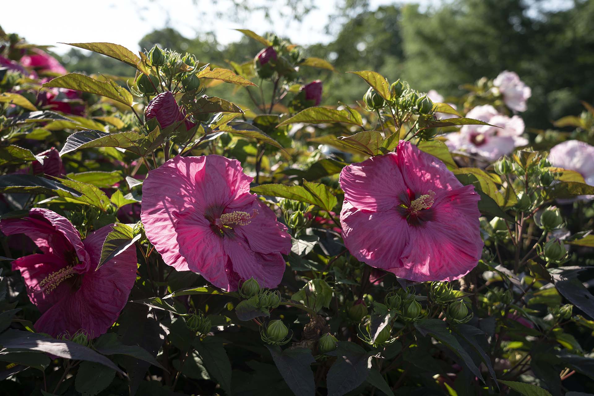Head Over Heels® Passion™ Hibiscus - Image 4