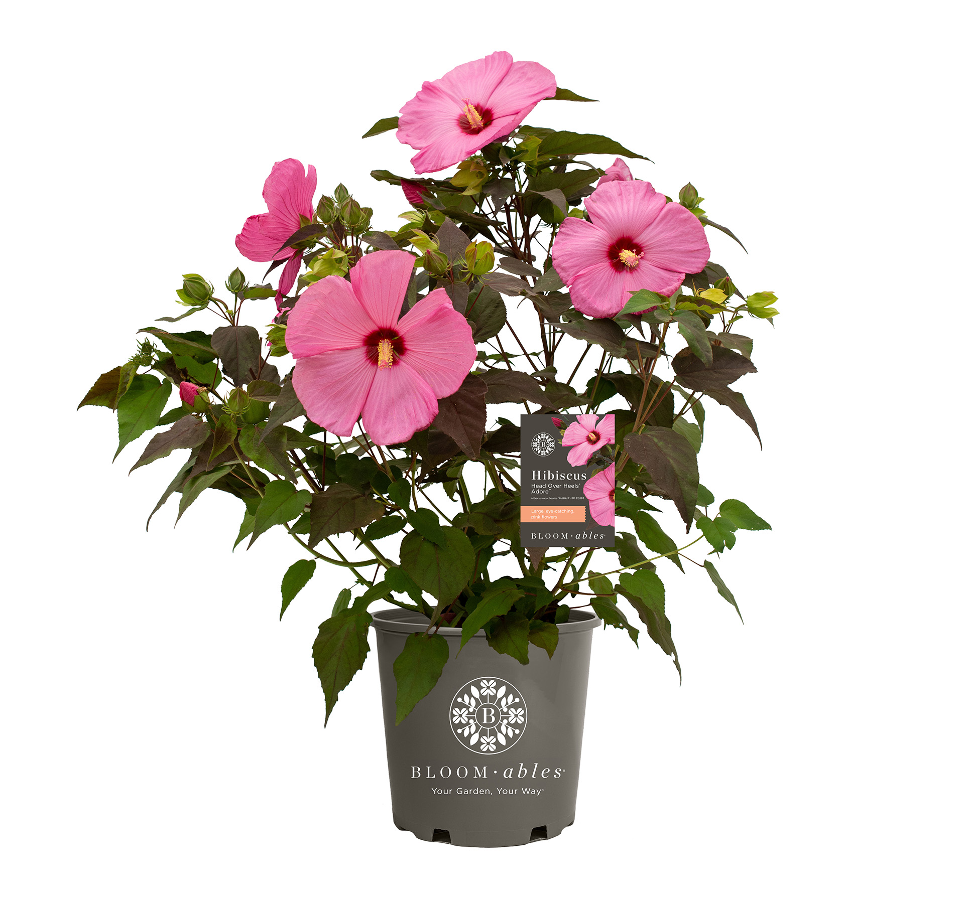 Head Over Heels® Adore™ Hibiscus - Image 2