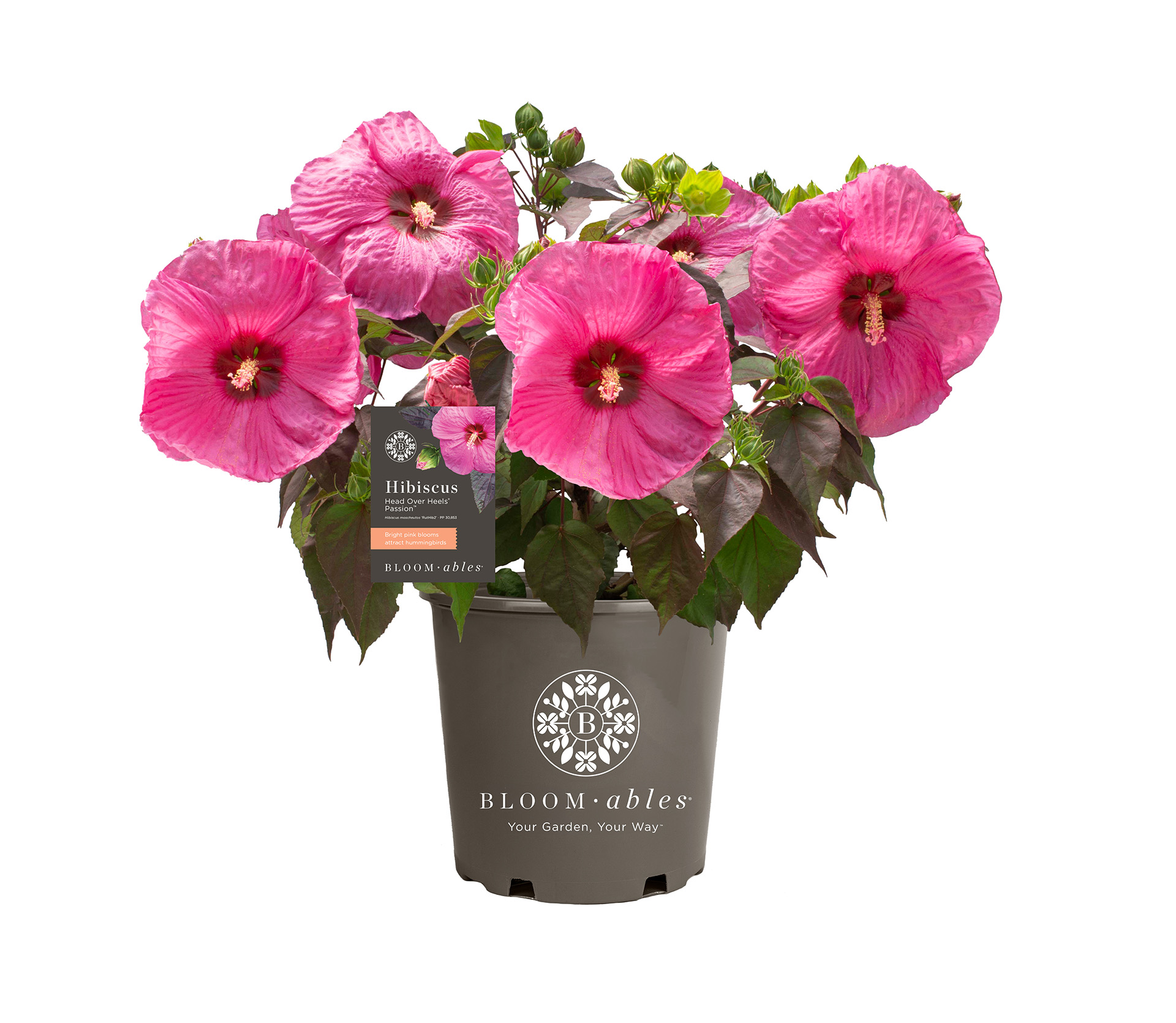 Head Over Heels® Passion™ Hibiscus - Image 2