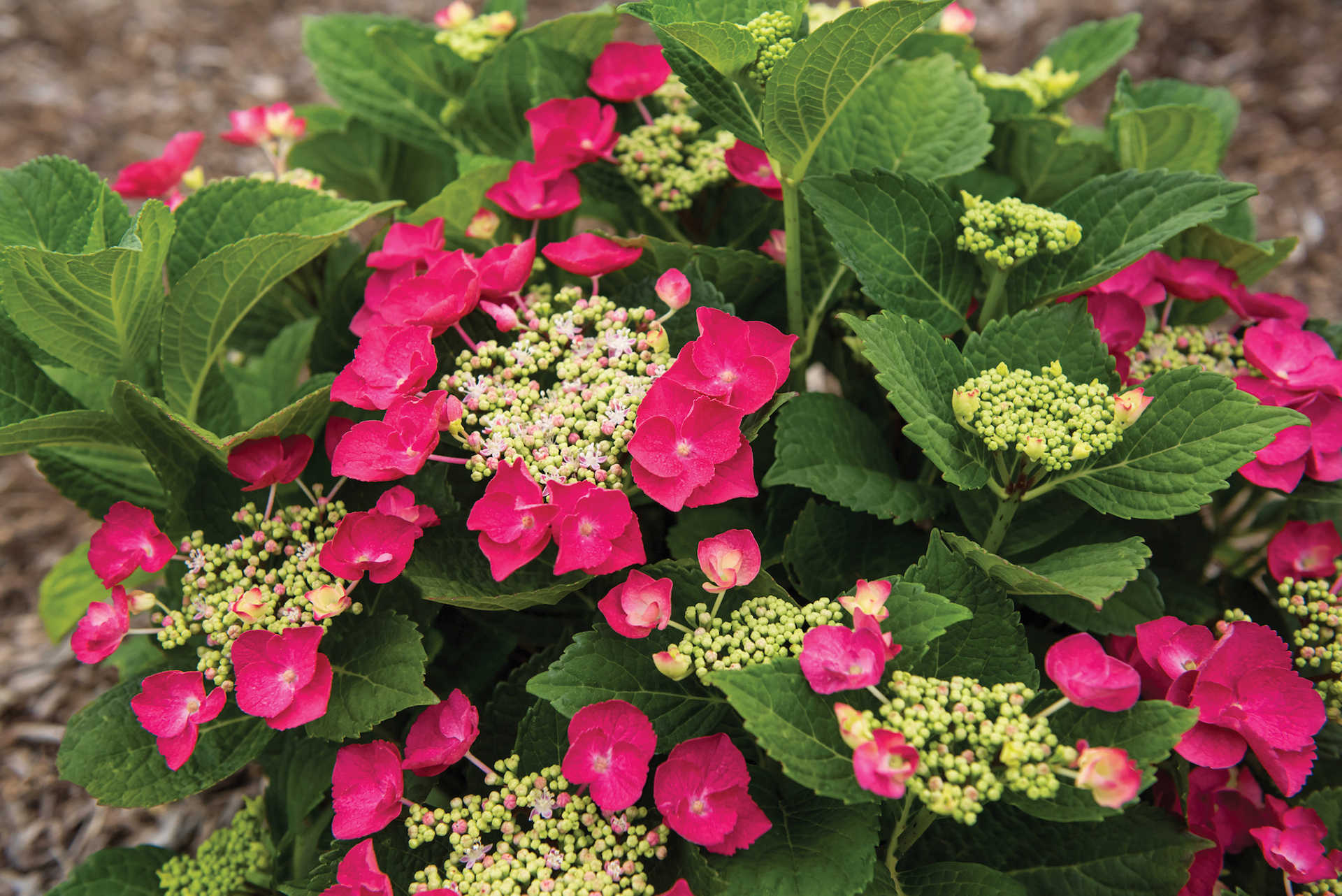 Cherry Explosion™ Hydrangea - Image 3