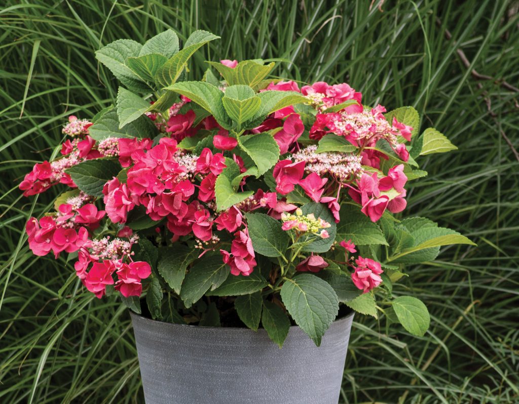 Cherry Explosion™ Hydrangea | Bloomables