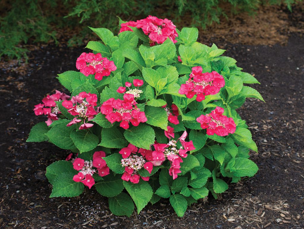 Cherry Explosion™ Hydrangea | Bloomables