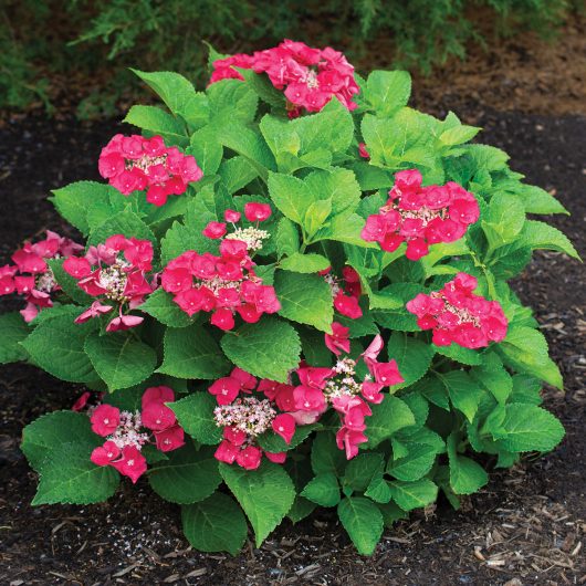 Cherry Explosion™ Hydrangea