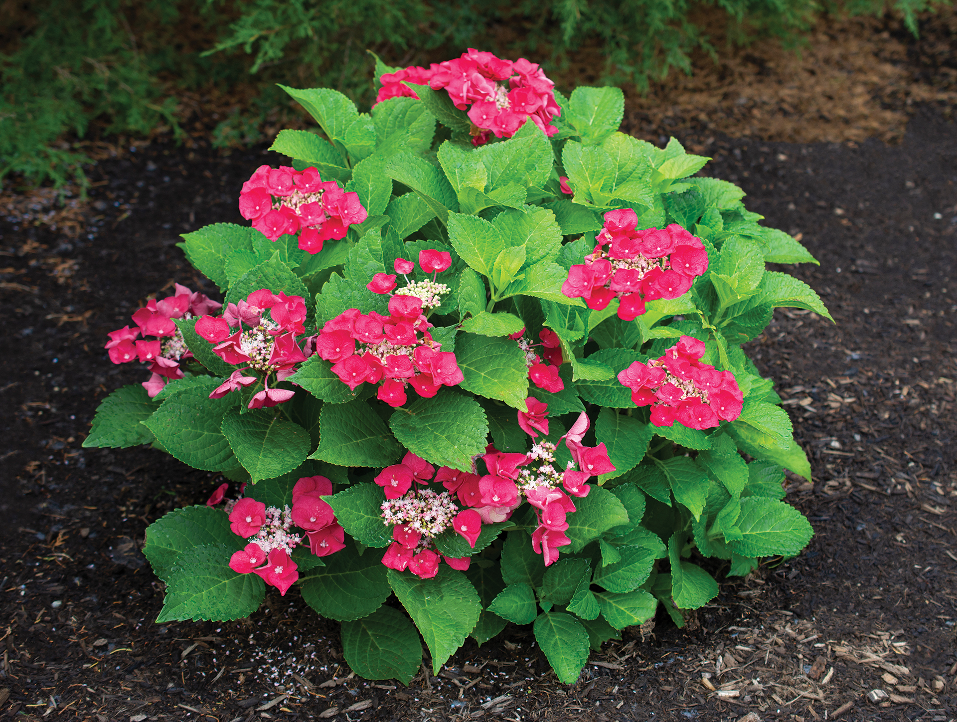 Cherry Explosion™ Hydrangea