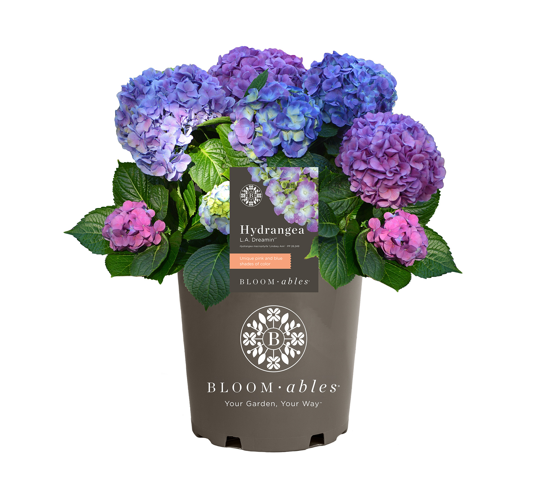 L.A. Dreamin'® Hydrangea - Image 2