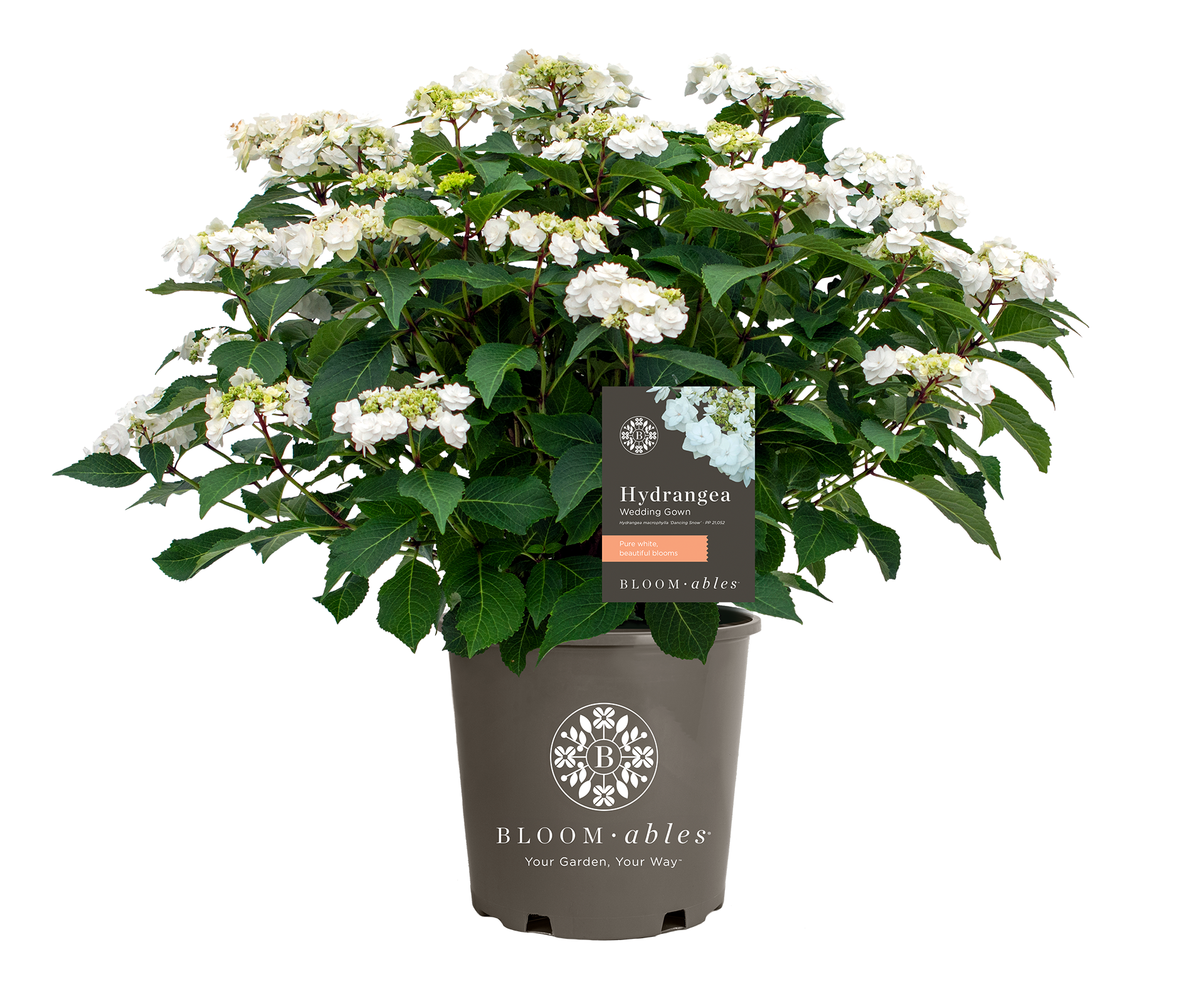 Wedding Gown™ Hydrangea - Image 2