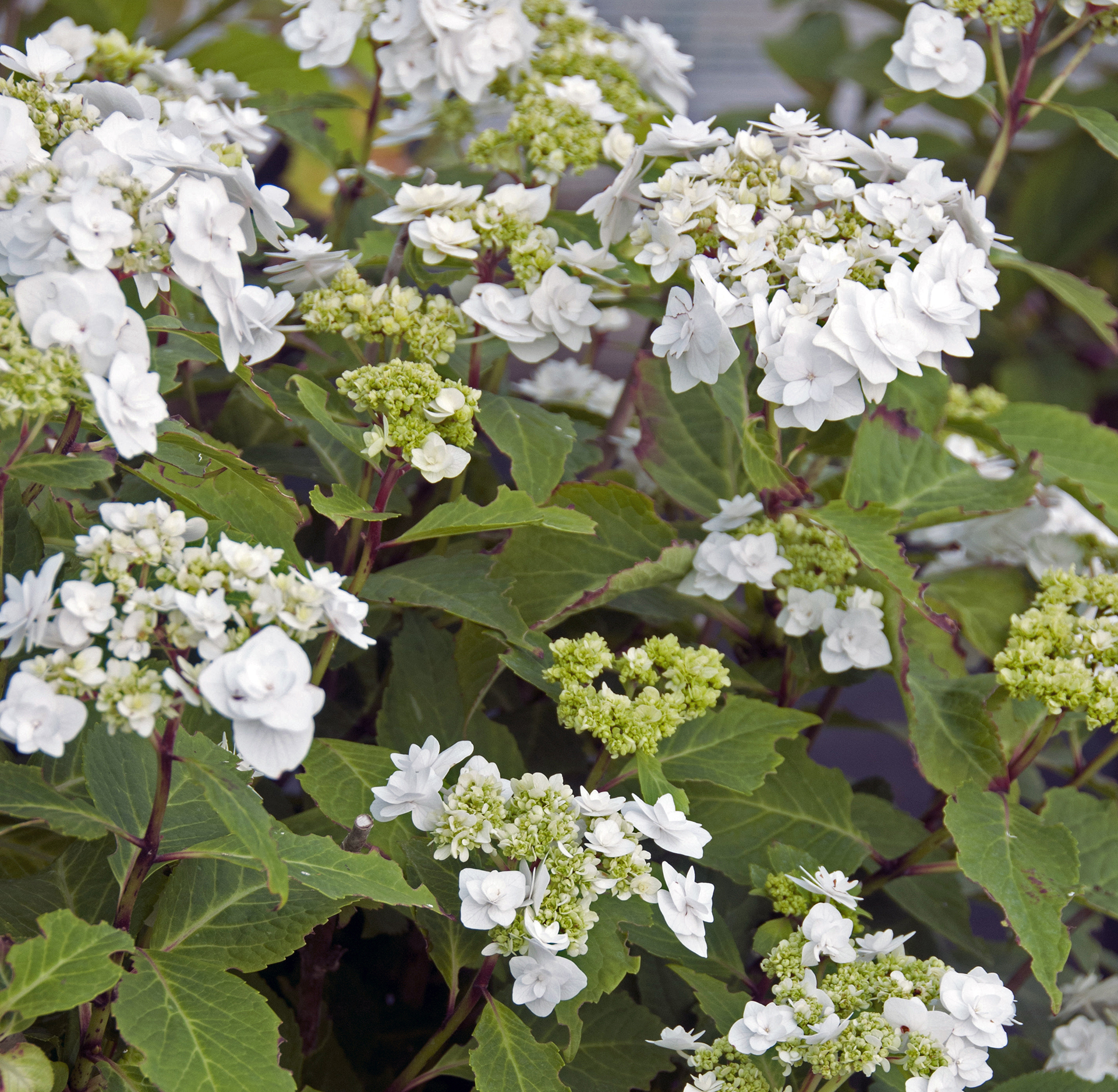 Wedding Gown™ Hydrangea - Image 4
