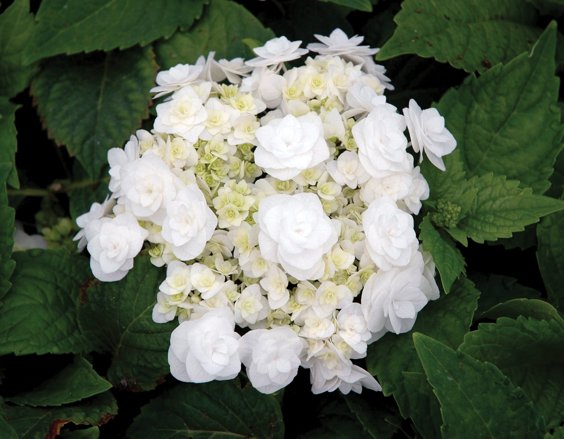 Wedding Gown hydrangeas: Double the flower power | Ministry of the fence