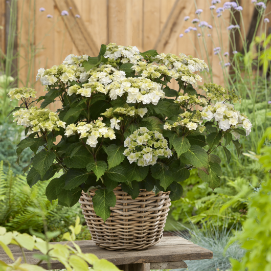 Wedding Gown™ Hydrangea