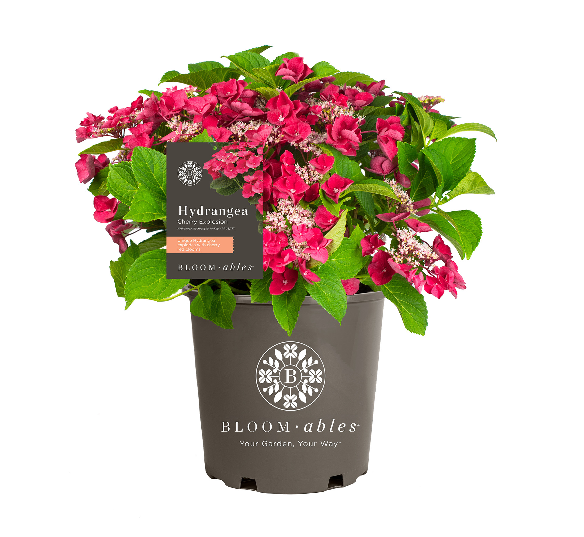 Cherry Explosion™ Hydrangea - Image 2
