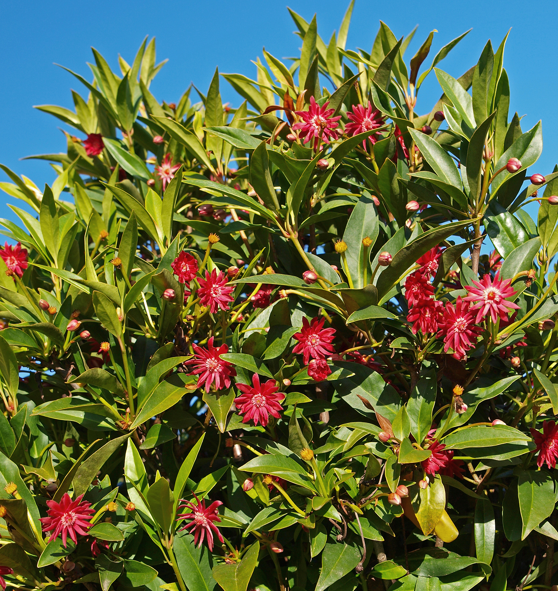 Star Flower Scorpio™ Illicium - Image 4