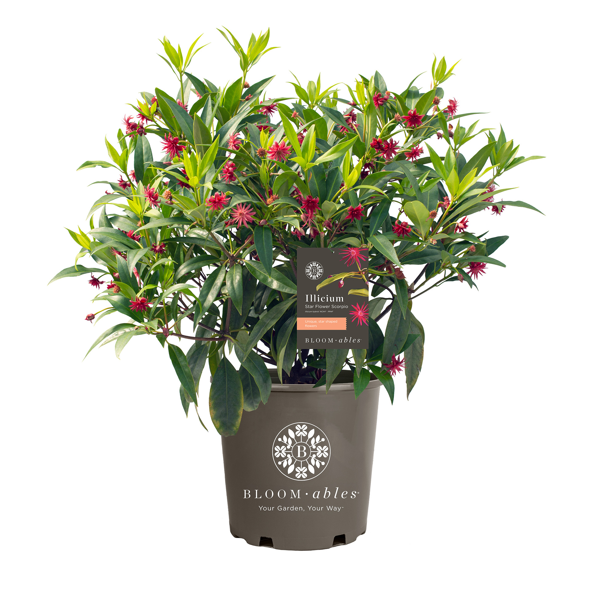 Star Flower Scorpio™ Illicium - Image 2
