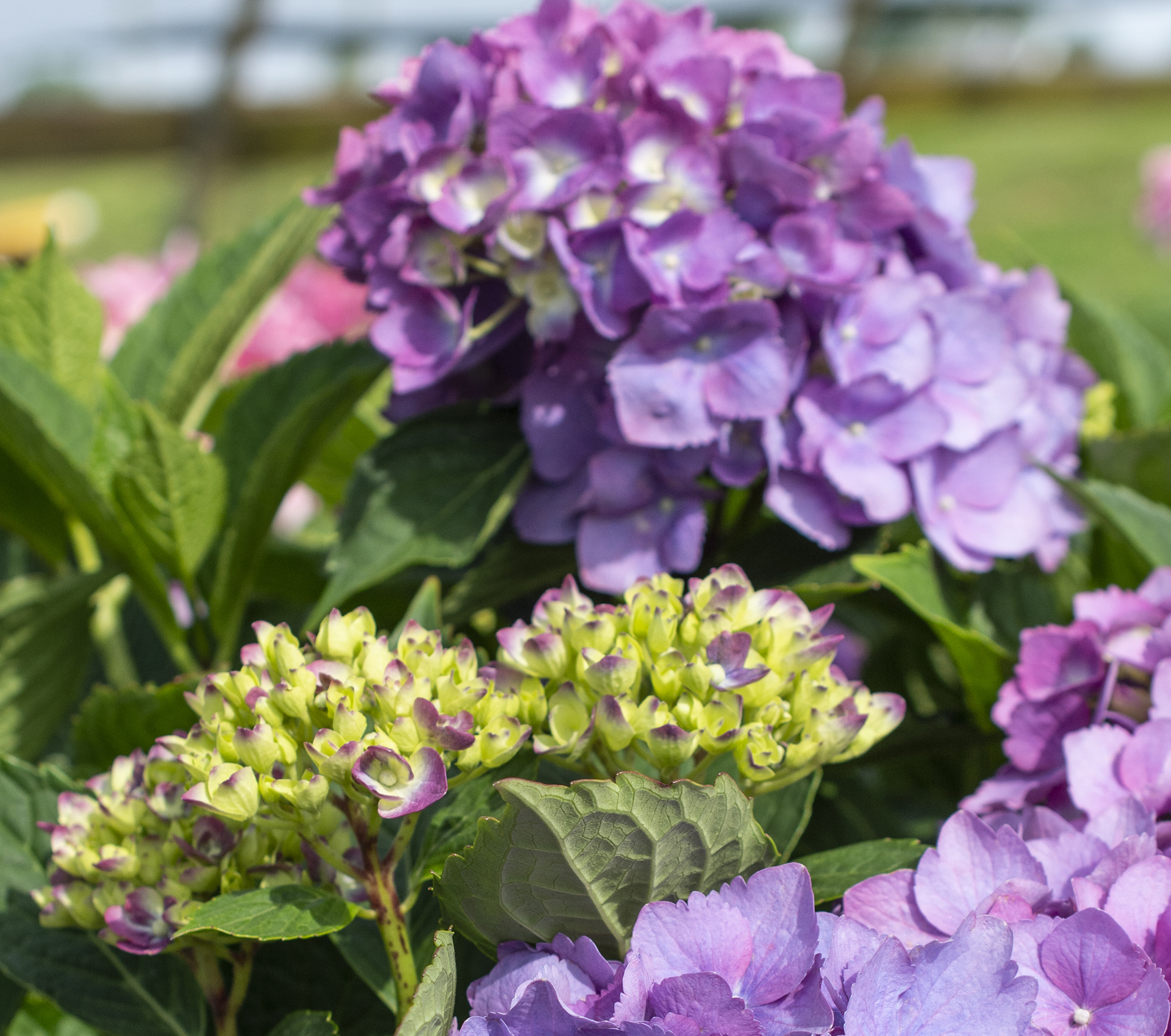 L.A. Dreamin'® Hydrangea - Image 3