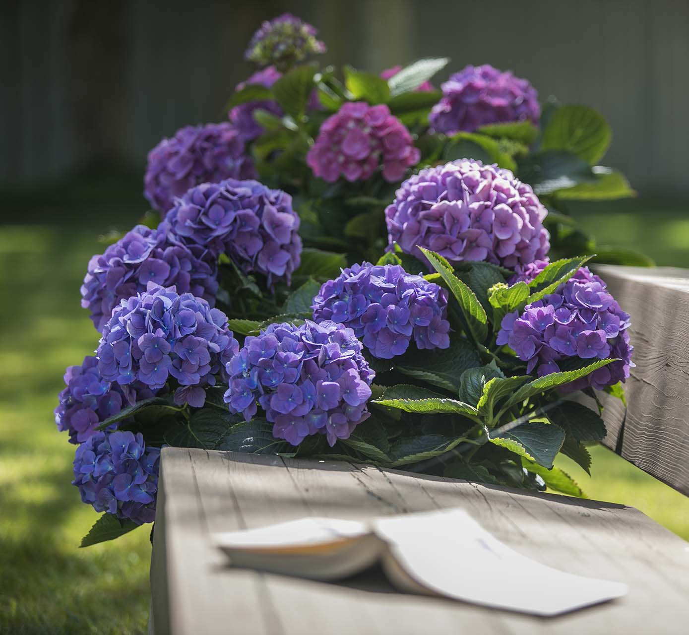 L.A. Dreamin'® Hydrangea - Image 4