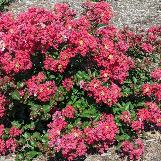 Bellini® Shrub Myrtle™ Strawberry Lagerstroemia