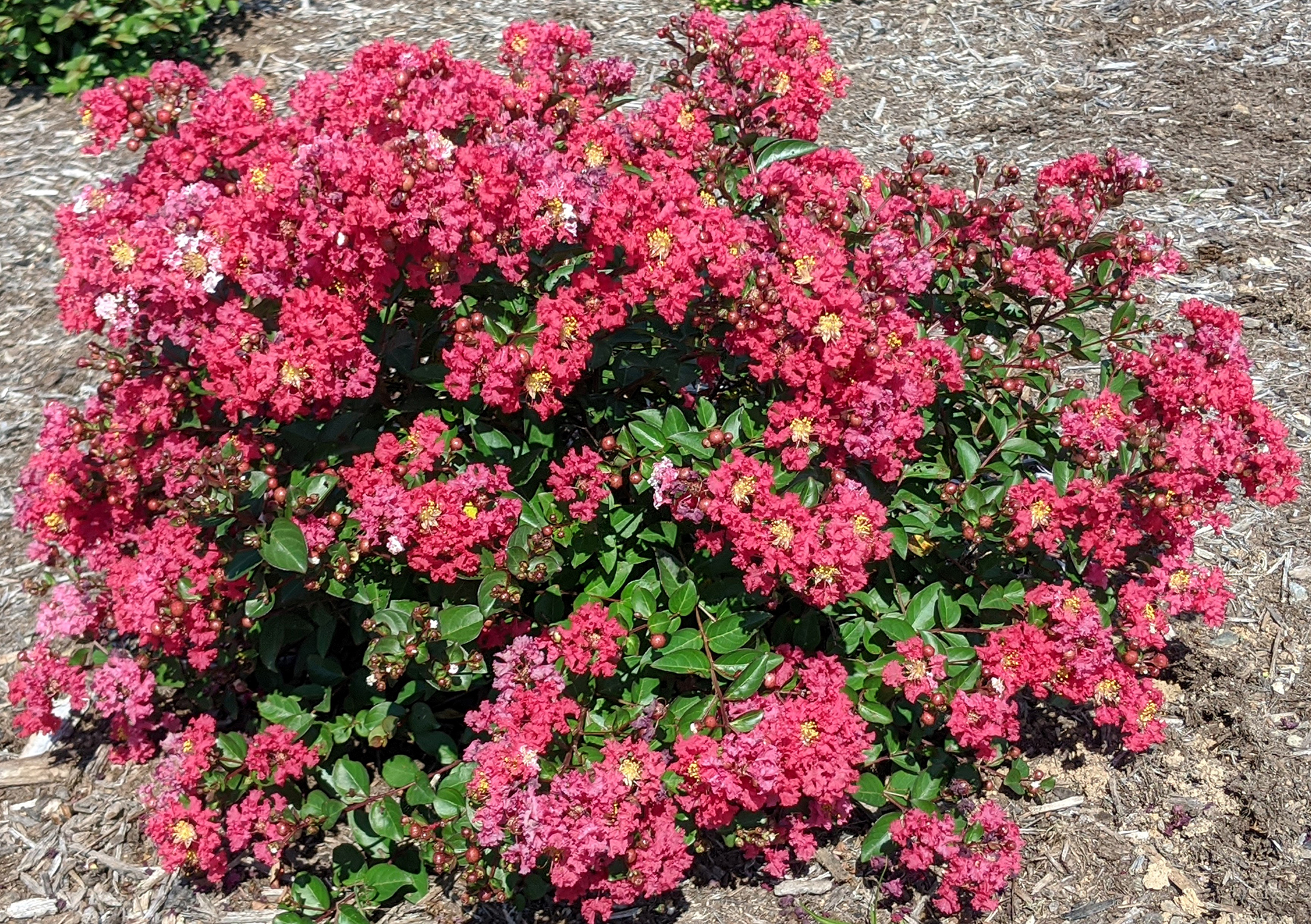 Bellini® Shrub Myrtle™ Strawberry Lagerstroemia