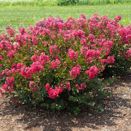 Head Over Heels® Dream™ Hibiscus - Star® Roses and Plants