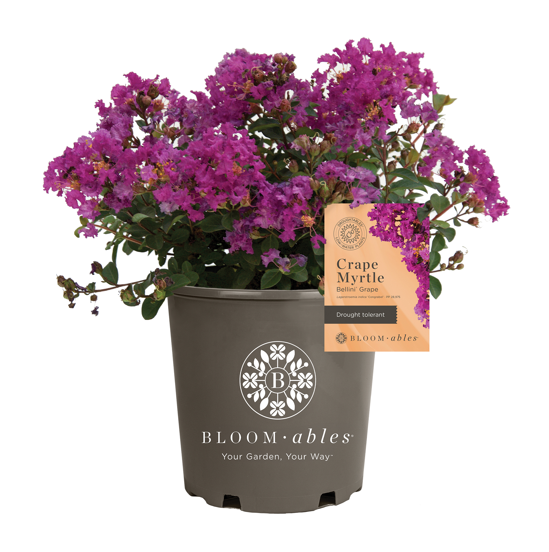 Bellini® Shrub Myrtle™ Grape Lagerstroemia - Image 2