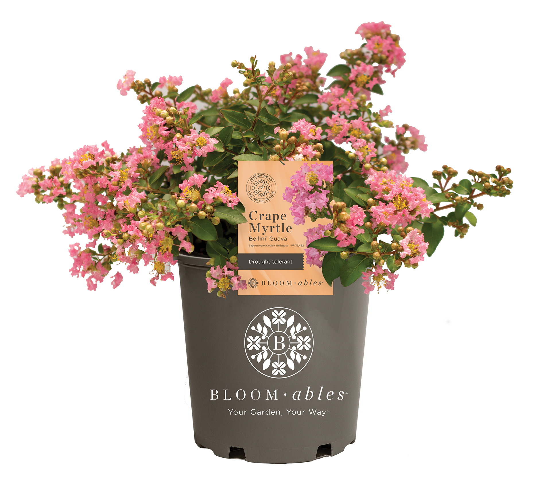 Bellini® Shrub Myrtle™ Guava Lagerstroemia - Image 2