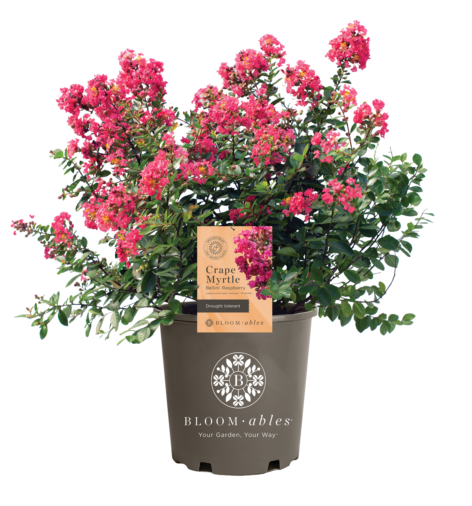 Bellini® Shrub Myrtle™ Raspberry Lagerstroemia - Image 2