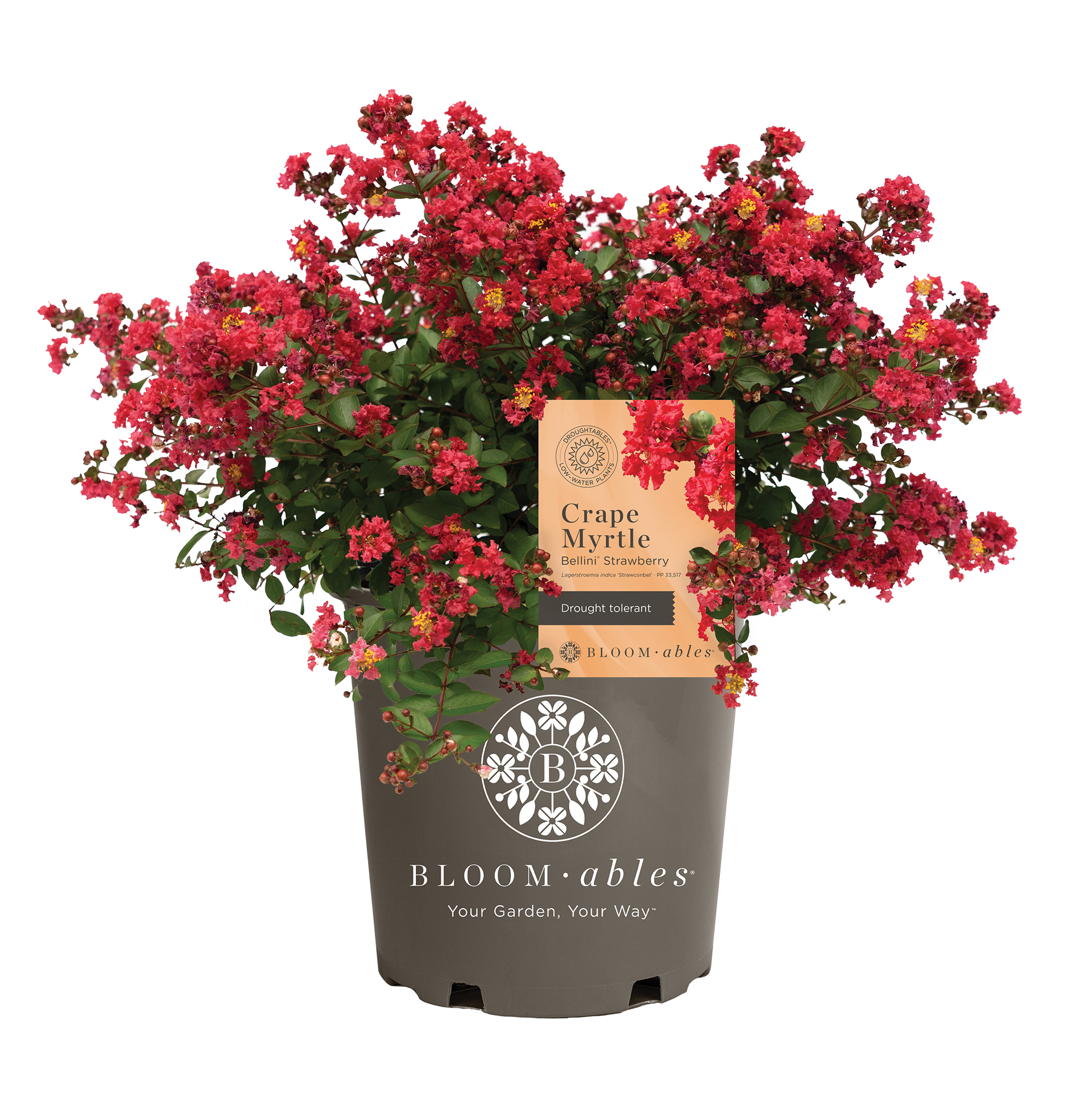 Bellini® Shrub Myrtle™ Strawberry Lagerstroemia - Image 2