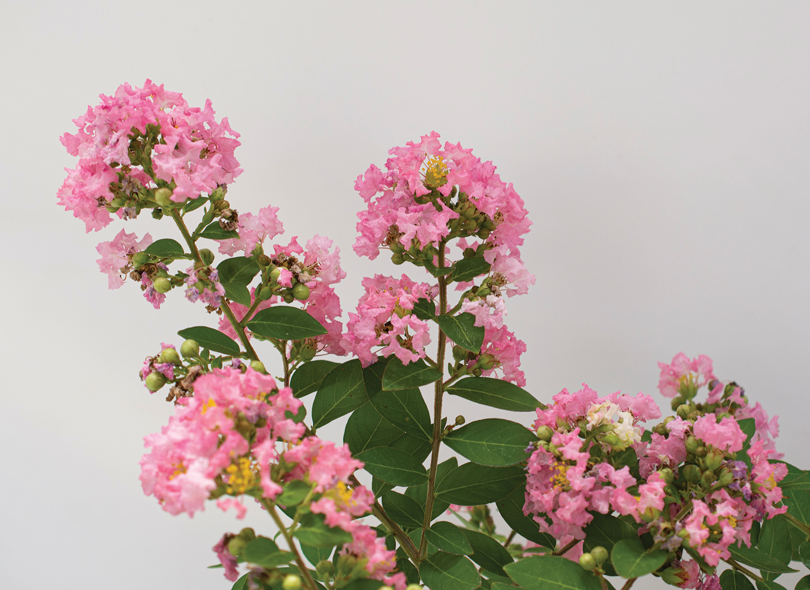 Bellini® Shrub Myrtle™ Guava Lagerstroemia - Image 3
