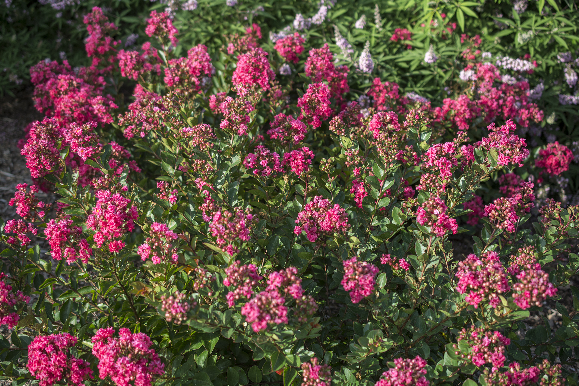 Bellini® Shrub Myrtle™ Raspberry Lagerstroemia - Image 4