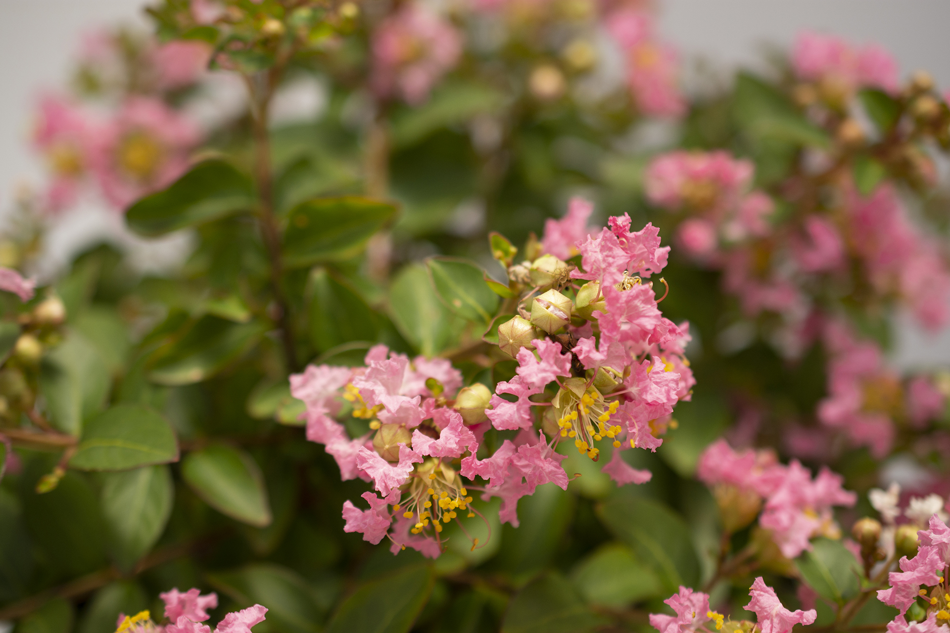 Bellini® Shrub Myrtle™ Guava Lagerstroemia - Image 4