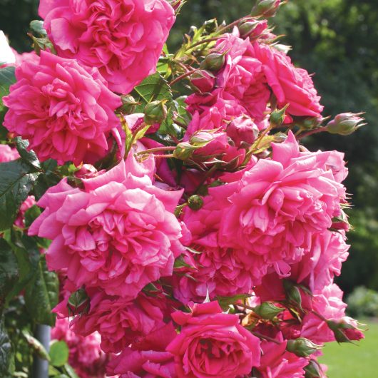 Arborose® Laguna™