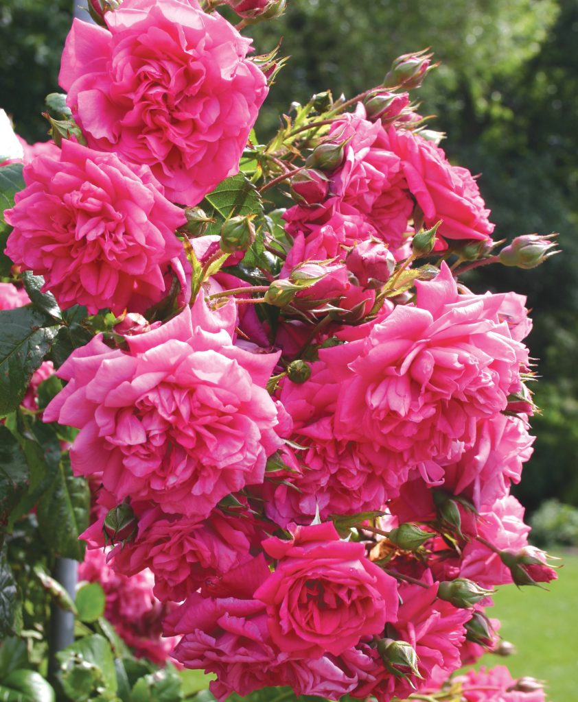 Arborose® Laguna™ | Bloomables