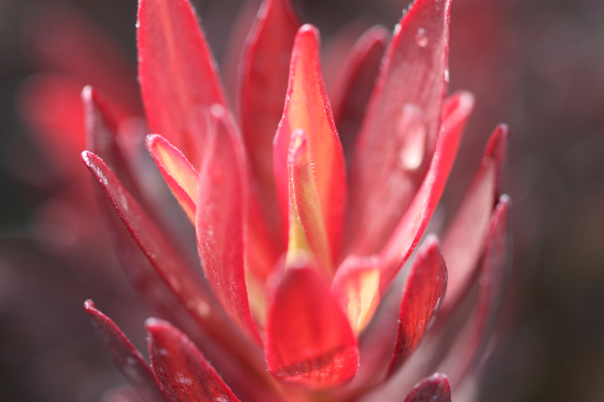 Leucadendron 'Ebony' - Image 3
