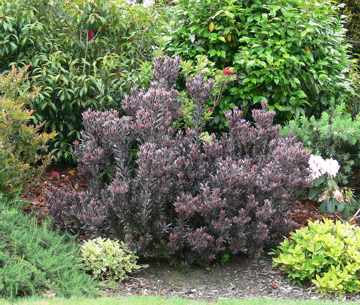 Leucadendron 'Ebony' - Image 4