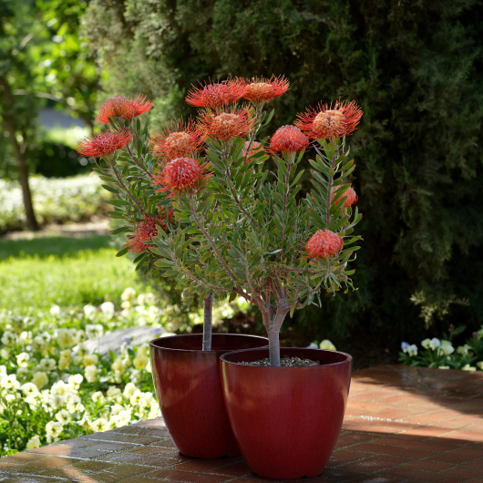 Leucospermum Royal Hawaiian 'Blanche Ito'