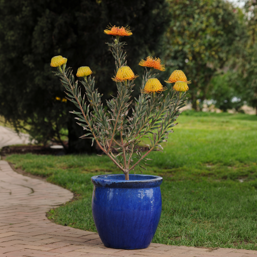 Leucospermum Royal Hawaiian 'Brandi'