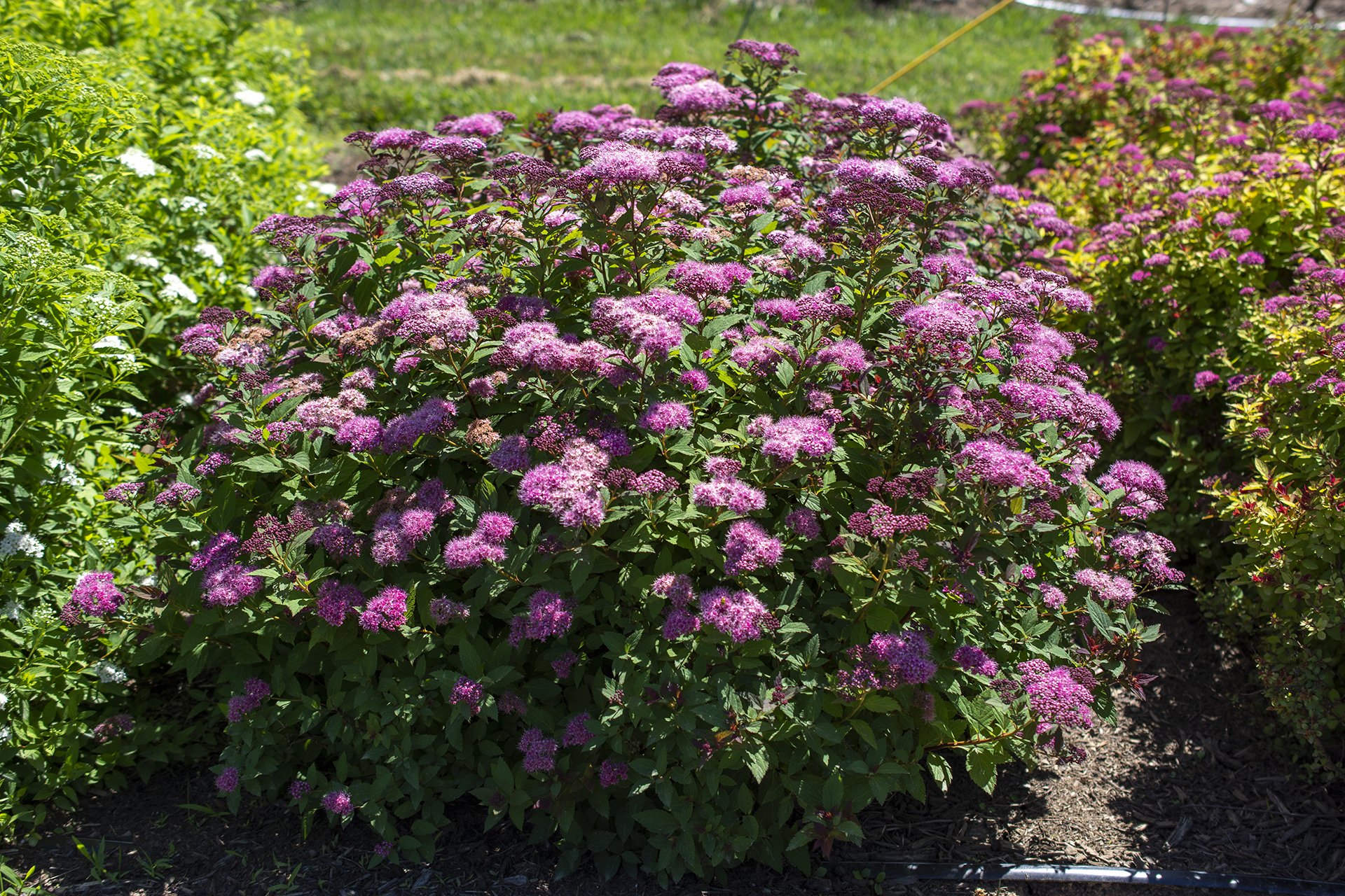Empire® Ice Dragon™ Spiraea - Image 4