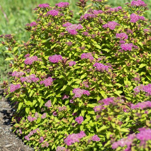 Empire® Northern Lights™ Spiraea